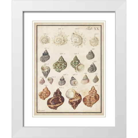 Seashell Synopsis I White Modern Wood Framed Art Print with Double Matting by Vision Studio