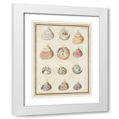 Seashell Synopsis II White Modern Wood Framed Art Print with Double Matting by Vision Studio