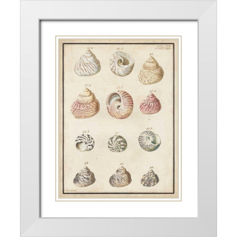 Seashell Synopsis II White Modern Wood Framed Art Print with Double Matting by Vision Studio