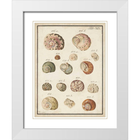 Seashell Synopsis III White Modern Wood Framed Art Print with Double Matting by Vision Studio