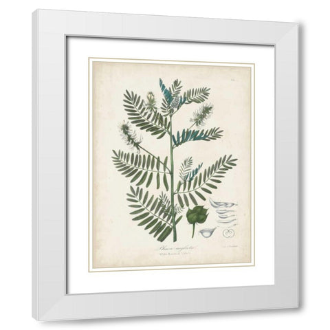 Flowering Flora I White Modern Wood Framed Art Print with Double Matting by Torrey, John