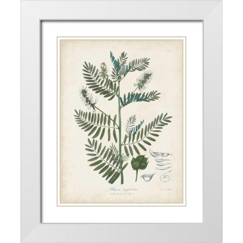 Flowering Flora I White Modern Wood Framed Art Print with Double Matting by Torrey, John