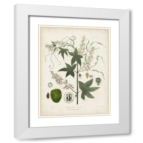 Flowering Flora II White Modern Wood Framed Art Print with Double Matting by Torrey, John
