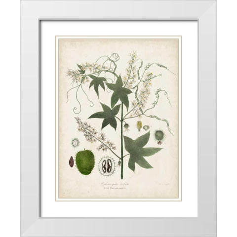 Flowering Flora II White Modern Wood Framed Art Print with Double Matting by Torrey, John