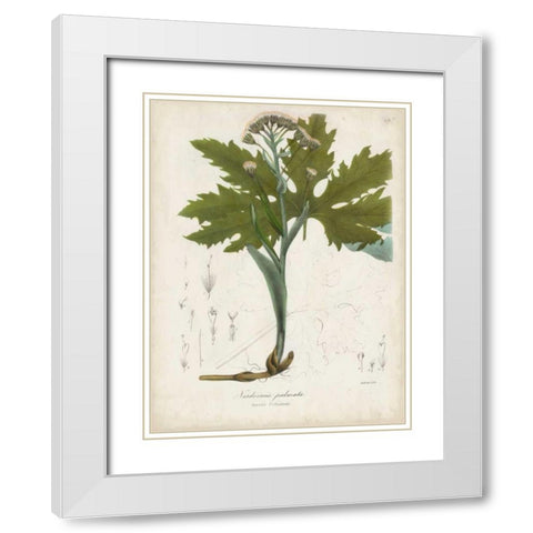 Flowering Flora III White Modern Wood Framed Art Print with Double Matting by Torrey, John