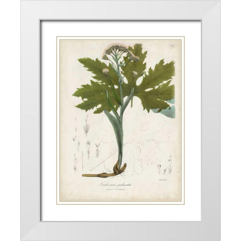 Flowering Flora III White Modern Wood Framed Art Print with Double Matting by Torrey, John