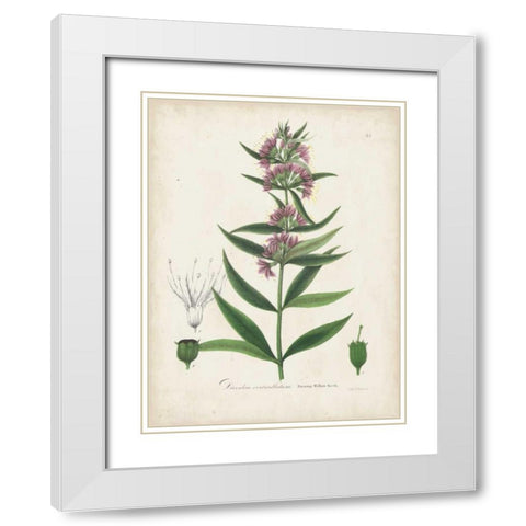 Flowering Flora IV White Modern Wood Framed Art Print with Double Matting by Torrey, John