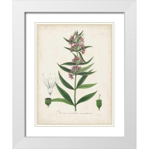 Flowering Flora IV White Modern Wood Framed Art Print with Double Matting by Torrey, John