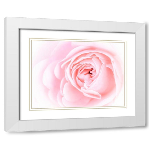 Pretty Pink Blooms I White Modern Wood Framed Art Print with Double Matting by Bane, Eva