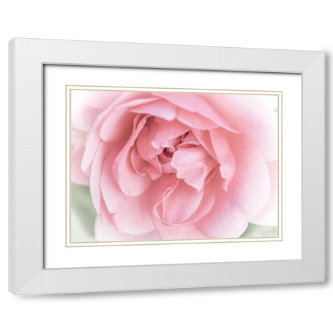 Pretty Pink Blooms II White Modern Wood Framed Art Print with Double Matting by Bane, Eva