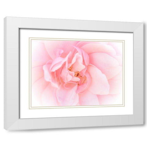 Pretty Pink Blooms III White Modern Wood Framed Art Print with Double Matting by Bane, Eva