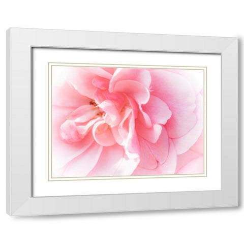 Pretty Pink Blooms IV White Modern Wood Framed Art Print with Double Matting by Bane, Eva