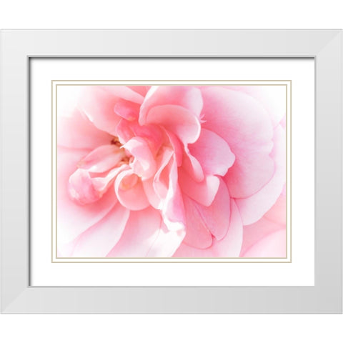 Pretty Pink Blooms IV White Modern Wood Framed Art Print with Double Matting by Bane, Eva