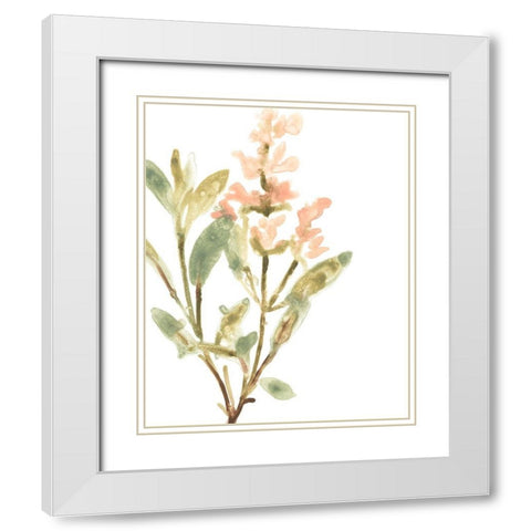 Earthtone Herbs IV White Modern Wood Framed Art Print with Double Matting by Vess, June Erica