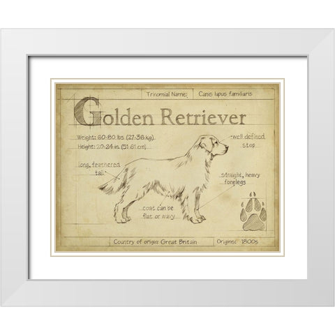 Antique Golden Retriever (ASH) White Modern Wood Framed Art Print with Double Matting by Harper, Ethan
