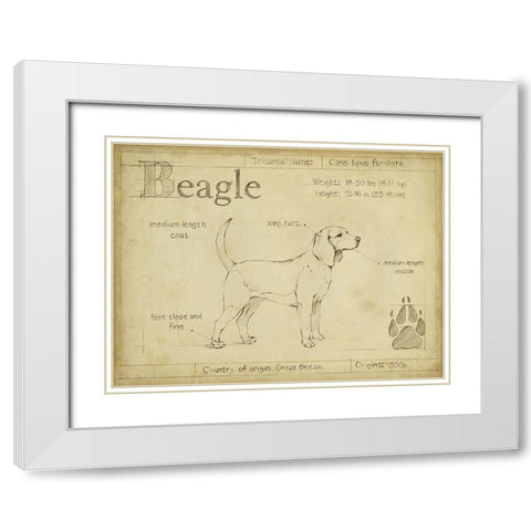 Antique Beagle (ASH) White Modern Wood Framed Art Print with Double Matting by Harper, Ethan