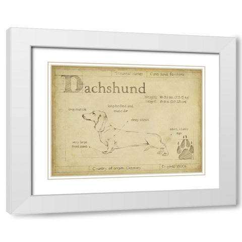 Antique Dachsund (ASH) White Modern Wood Framed Art Print with Double Matting by Harper, Ethan