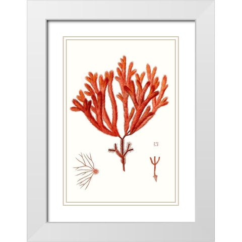 Striking Seaweed II White Modern Wood Framed Art Print with Double Matting by Vision Studio