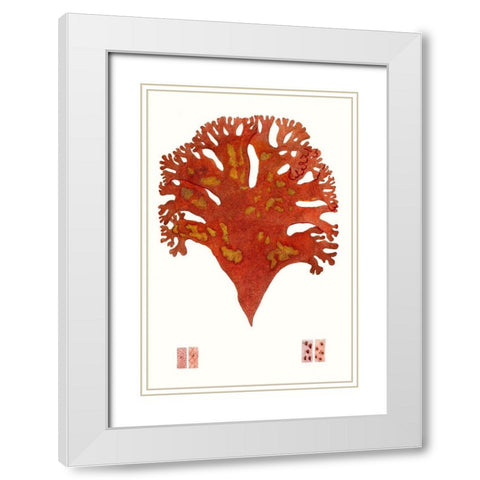 Striking Seaweed III White Modern Wood Framed Art Print with Double Matting by Vision Studio