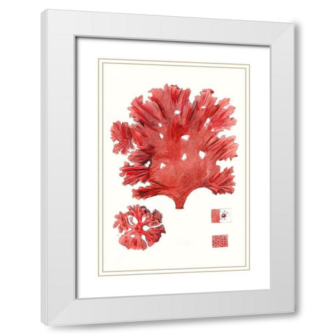 Striking Seaweed IV White Modern Wood Framed Art Print with Double Matting by Vision Studio