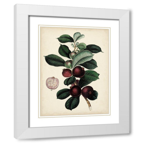 Antique Foliage and Fruit I White Modern Wood Framed Art Print with Double Matting by Vision Studio