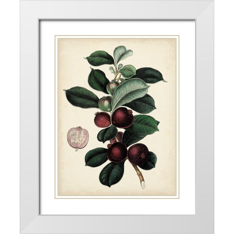 Antique Foliage and Fruit I White Modern Wood Framed Art Print with Double Matting by Vision Studio