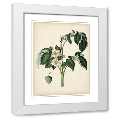 Antique Foliage and Fruit II White Modern Wood Framed Art Print with Double Matting by Vision Studio
