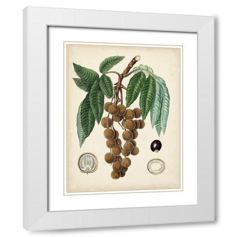 Antique Foliage and Fruit III White Modern Wood Framed Art Print with Double Matting by Vision Studio