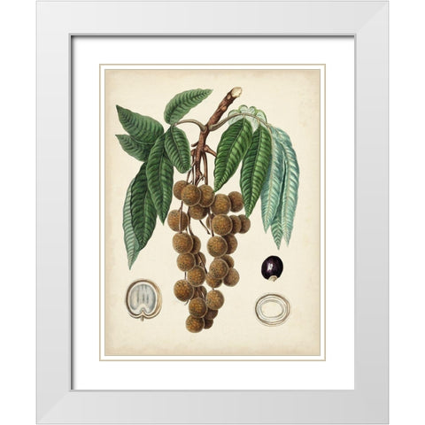 Antique Foliage and Fruit III White Modern Wood Framed Art Print with Double Matting by Vision Studio