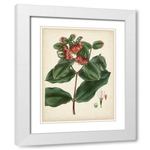 Antique Foliage and Fruit IV White Modern Wood Framed Art Print with Double Matting by Vision Studio