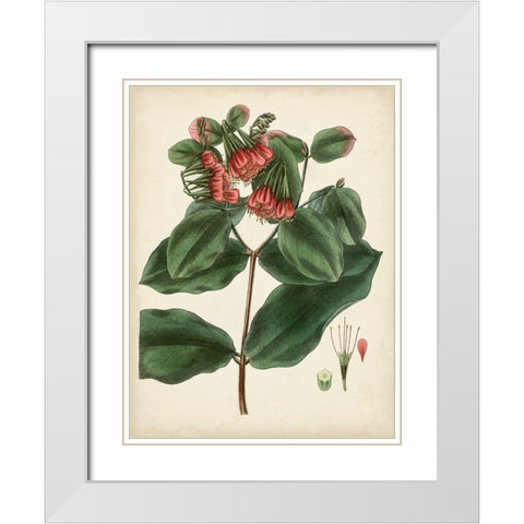 Antique Foliage and Fruit IV White Modern Wood Framed Art Print with Double Matting by Vision Studio