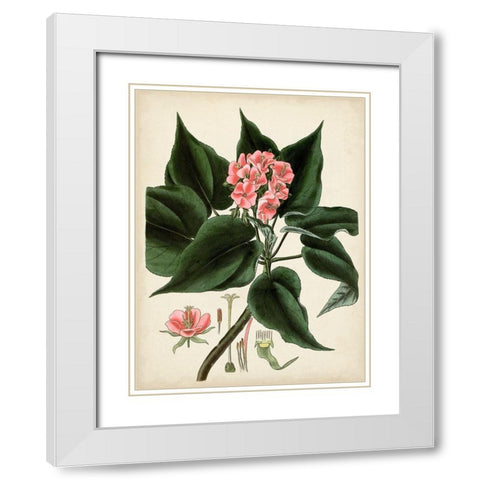 Antique Foliage and Fruit V White Modern Wood Framed Art Print with Double Matting by Vision Studio