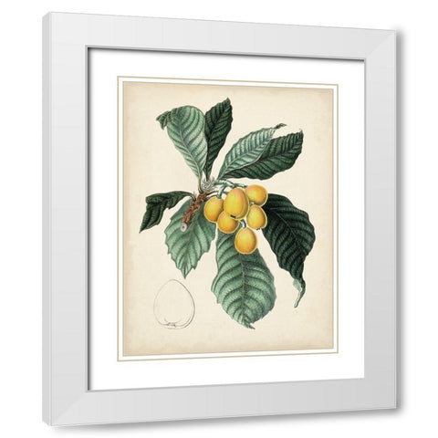 Antique Foliage and Fruit VI White Modern Wood Framed Art Print with Double Matting by Vision Studio