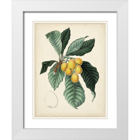 Antique Foliage and Fruit VI White Modern Wood Framed Art Print with Double Matting by Vision Studio