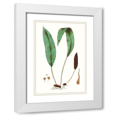 Fern Foliage III White Modern Wood Framed Art Print with Double Matting by Vision Studio