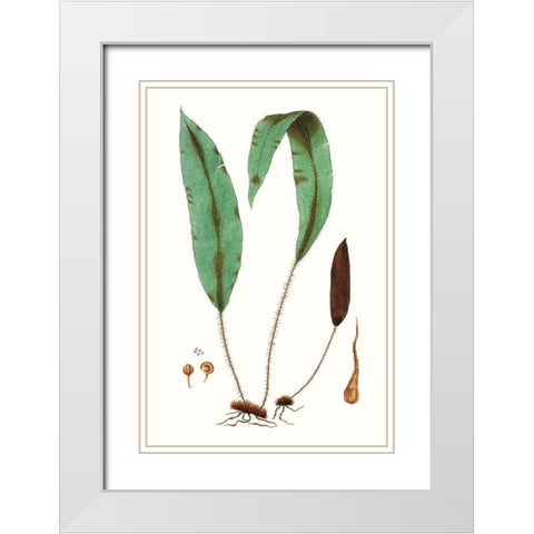 Fern Foliage III White Modern Wood Framed Art Print with Double Matting by Vision Studio