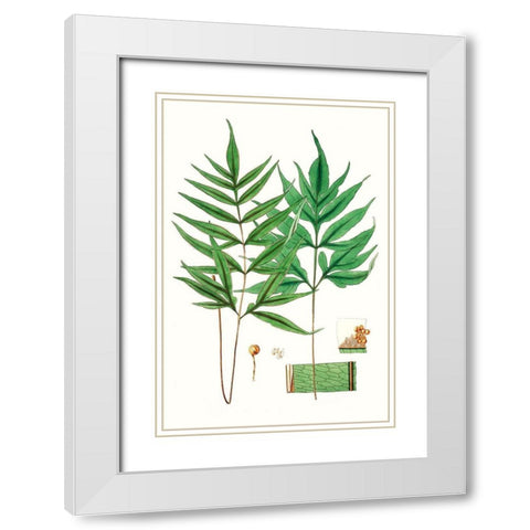 Fern Foliage IV White Modern Wood Framed Art Print with Double Matting by Vision Studio