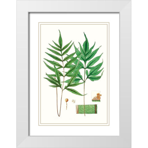 Fern Foliage IV White Modern Wood Framed Art Print with Double Matting by Vision Studio