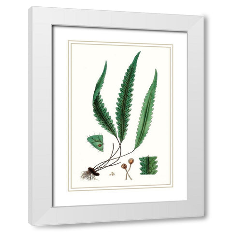 Fern Foliage V White Modern Wood Framed Art Print with Double Matting by Vision Studio