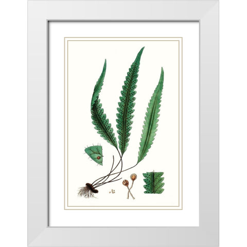 Fern Foliage V White Modern Wood Framed Art Print with Double Matting by Vision Studio