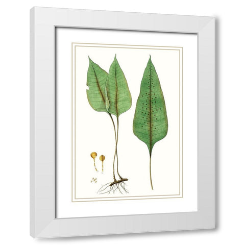 Fern Foliage VI White Modern Wood Framed Art Print with Double Matting by Vision Studio