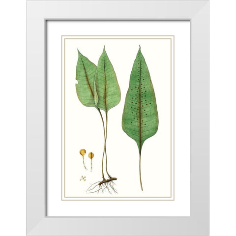 Fern Foliage VI White Modern Wood Framed Art Print with Double Matting by Vision Studio