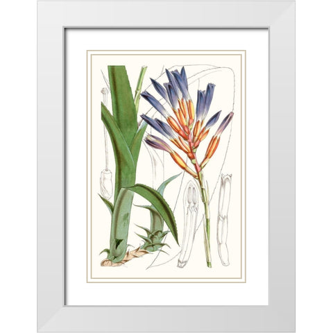 Tropical Plants I White Modern Wood Framed Art Print with Double Matting by Curtis