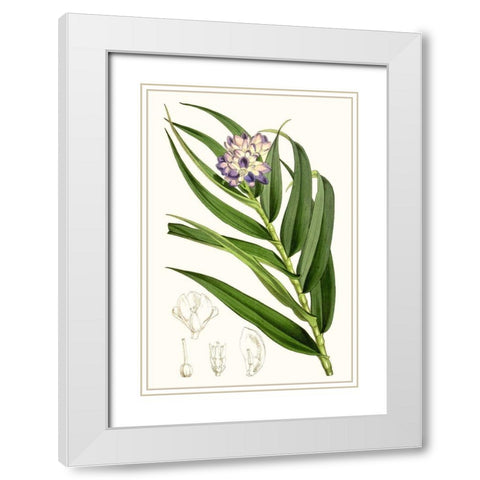 Tropical Plants II White Modern Wood Framed Art Print with Double Matting by Curtis
