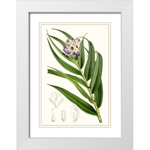 Tropical Plants II White Modern Wood Framed Art Print with Double Matting by Curtis