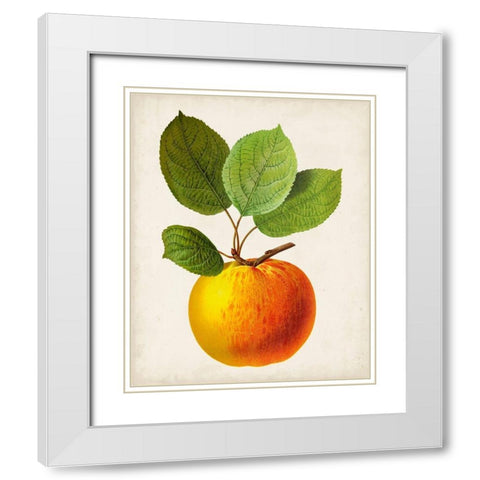 Antique Fruit I White Modern Wood Framed Art Print with Double Matting by Vision Studio