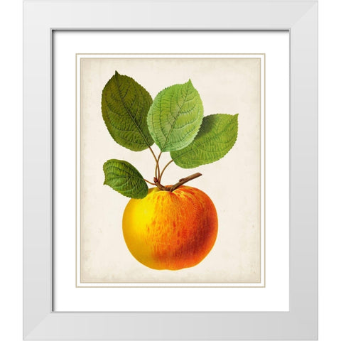 Antique Fruit I White Modern Wood Framed Art Print with Double Matting by Vision Studio