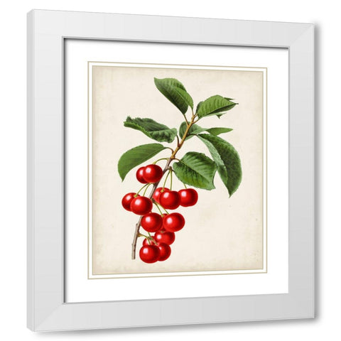 Antique Fruit II White Modern Wood Framed Art Print with Double Matting by Vision Studio