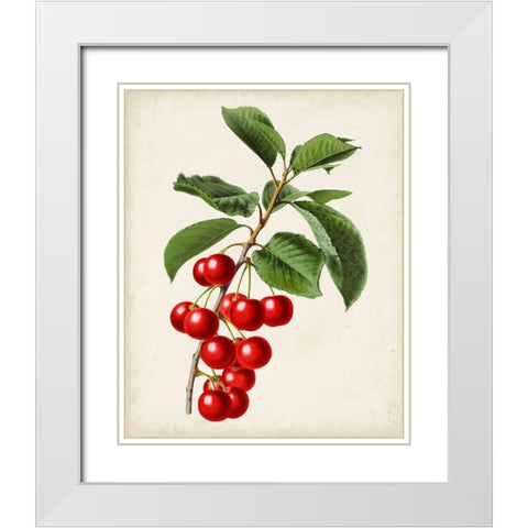 Antique Fruit II White Modern Wood Framed Art Print with Double Matting by Vision Studio