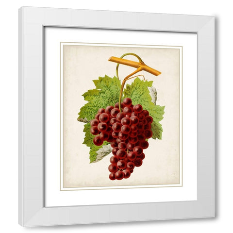 Antique Fruit III White Modern Wood Framed Art Print with Double Matting by Vision Studio